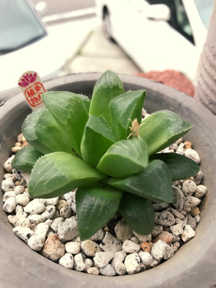 レツーサパルパの投稿画像 By マサオチアさん ハオルチア属と多肉の日光浴と植中毒と今日の一枚と新入り 17月6月日 Greensnap グリーンスナップ