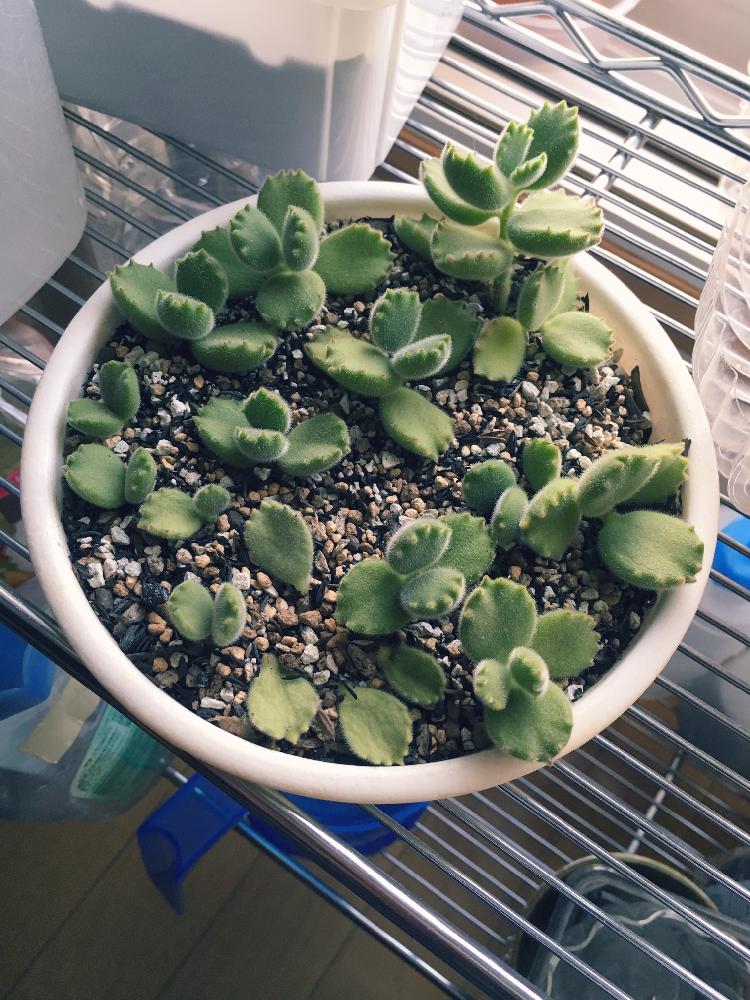 熊童子の投稿画像 By ばぁばぁさん 発根待ちと挿し木 17月6月日 Greensnap グリーンスナップ