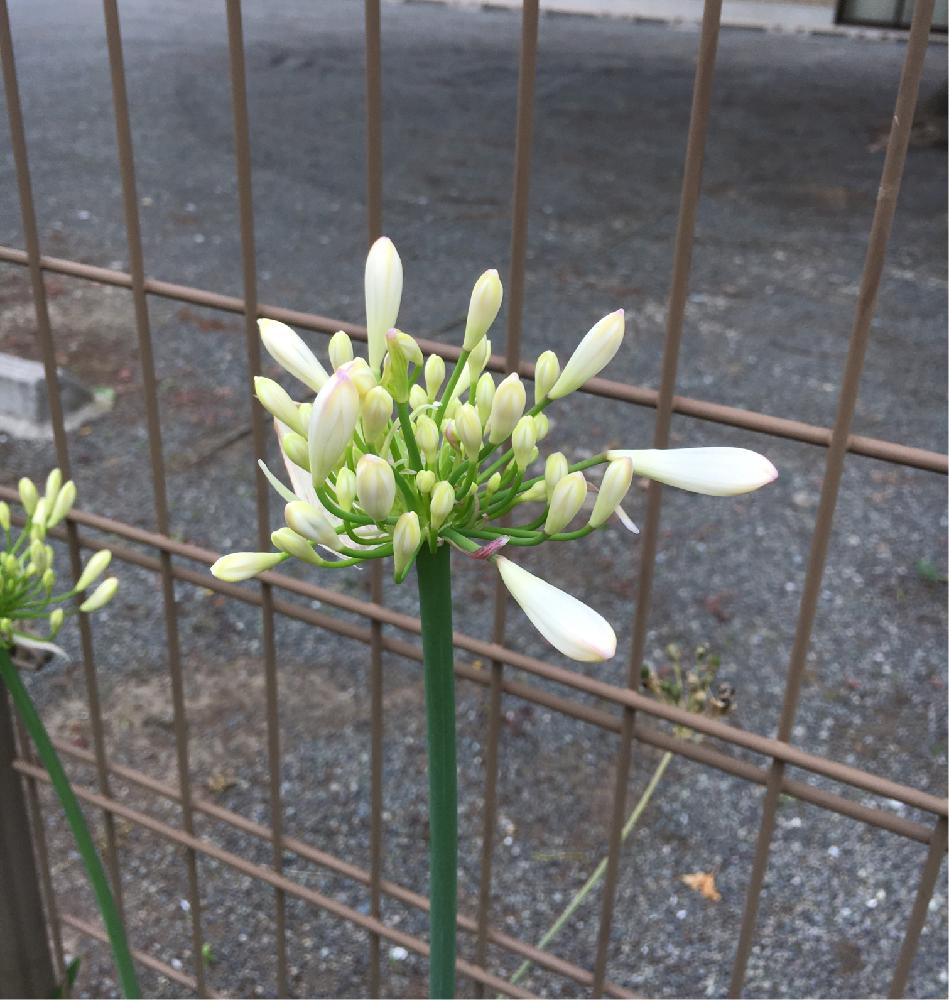 アガパンサス 白の投稿画像 By Yukkyさん お花を楽しむとちょっと珍しい と季節の花と今日の１枚と癒されると可愛いと花のある暮らし 17月6月日 Greensnap グリーンスナップ