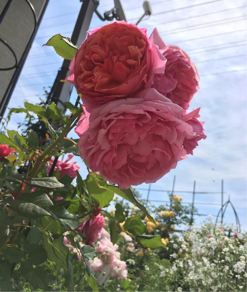 バラ ラデュレの投稿画像 By よりさん ばら バラ 薔薇とギヨーとラデュレとバラ 鉢植えと今日のお花と バラ コンテストといい香りとガーデニング 17月6月日 Greensnap グリーンスナップ