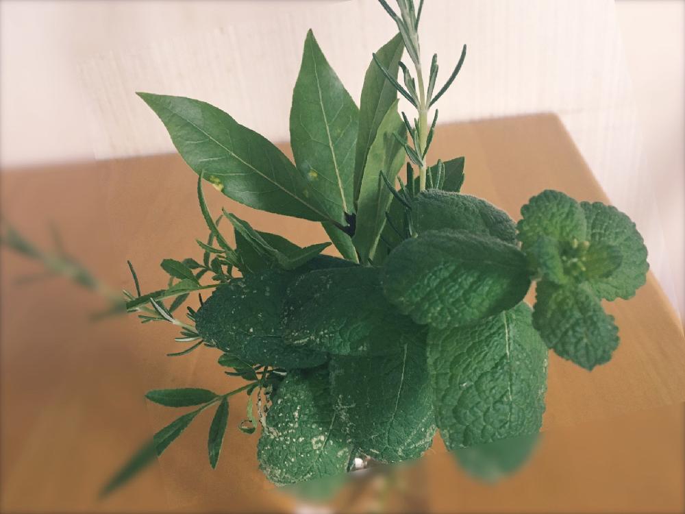 アップルミントの投稿画像 By ゆう さん ローズマリーとレモンマリーゴールドとローリエと根っこも出るかな と植中毒と消臭 と香りの葉っぱ とiphoneseと花瓶にとカワイイ 17月6月日 Greensnap グリーンスナップ