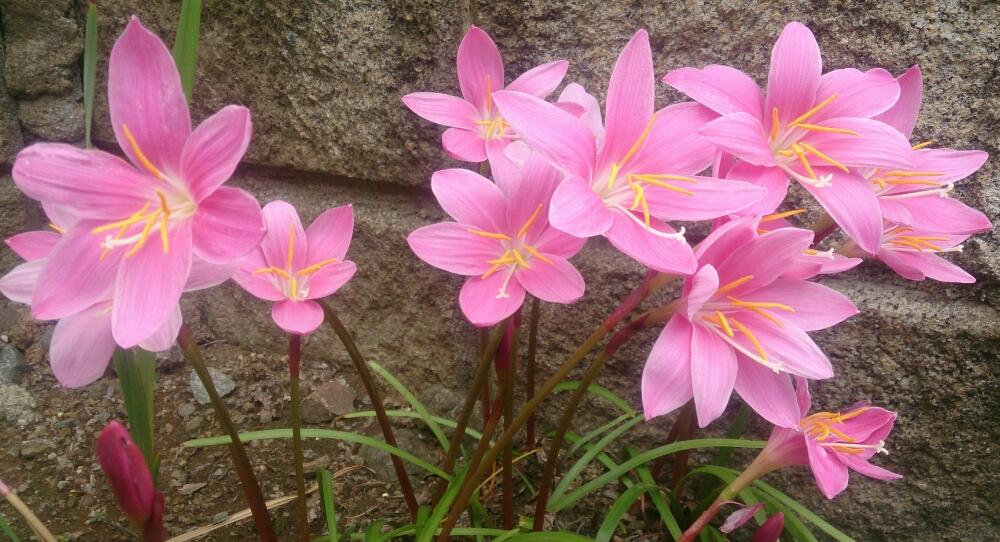 ゼフィランサスの投稿画像 By Hideさん サフランモドキ とピンクの花とほったらかしと毎年咲くとガーデニングと球根植物と咲いた 17月6月 日 Greensnap グリーンスナップ