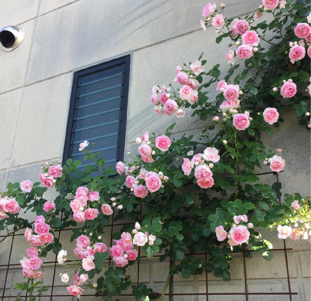 薔薇 ジャスミーナの投稿画像 By カフェ子さん マイガーデンとつるバラとガーデニングとコルデスとバラを楽しむ 17月6月21日 Greensnap グリーンスナップ