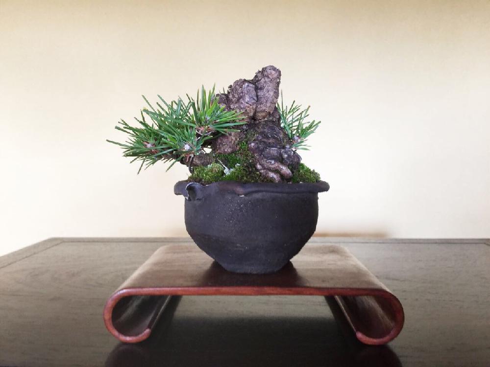 盆栽やろうぜ Greensnap グリーンスナップ