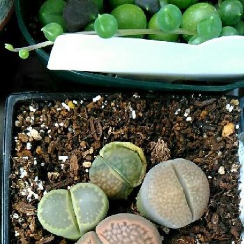 溶けたの投稿画像一覧 Greensnap グリーンスナップ