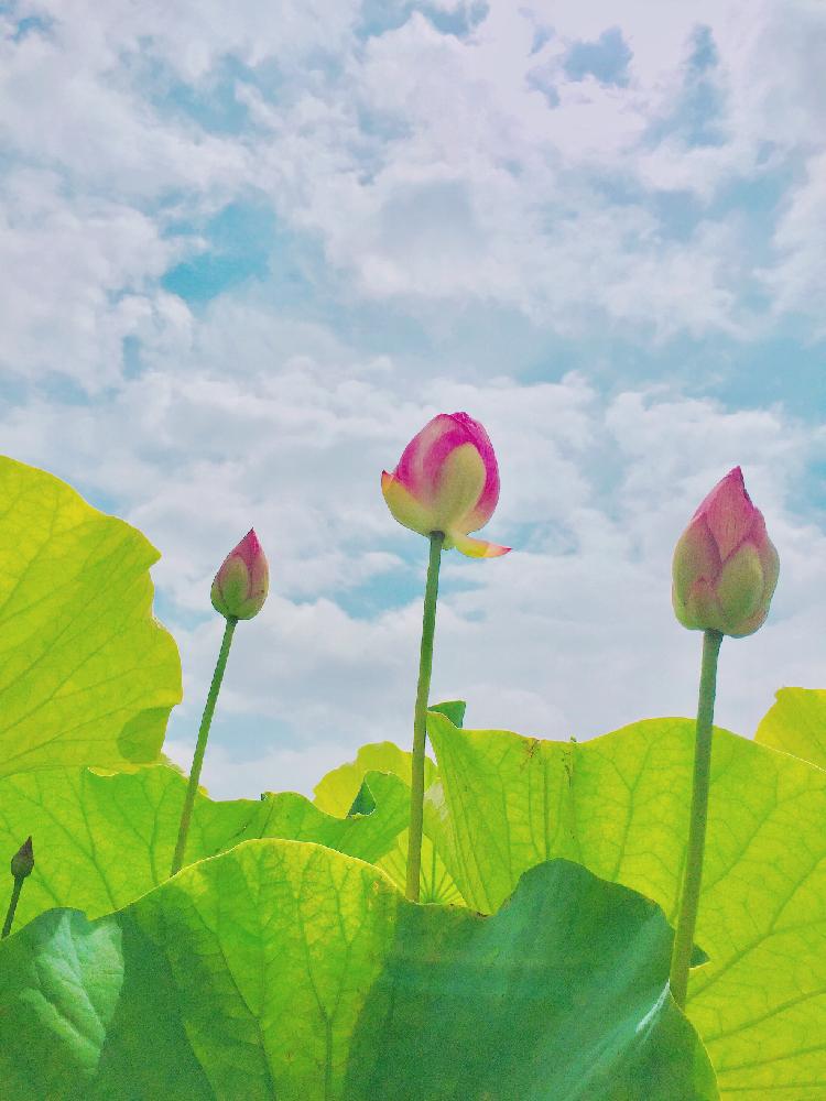 蓮のつぼみの投稿画像 By Reiさん 癒し と蓮の花 とつぼみと100万枚記念 とっておきの植物コンテストとおしゃれ 17月6月21日 Greensnap グリーンスナップ