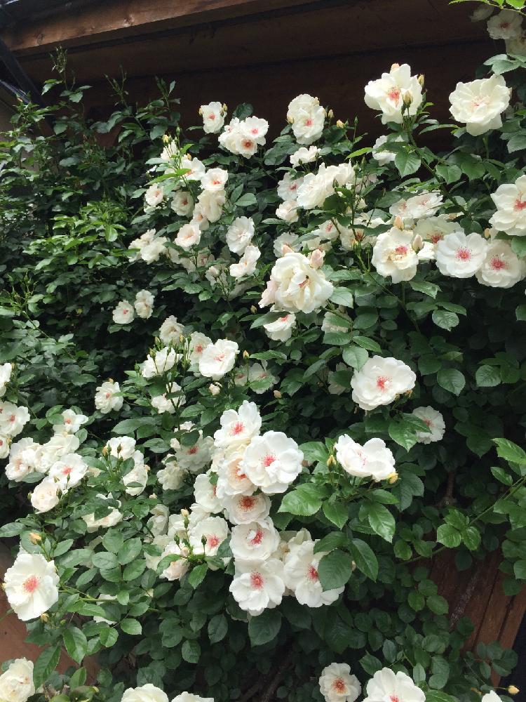 薔薇 ジャクリーヌ デュプレの投稿画像 By カフェ子さん まつお園芸とバラを楽しむとつるバラと大好きなガーデン 17月6月21日 Greensnap グリーンスナップ