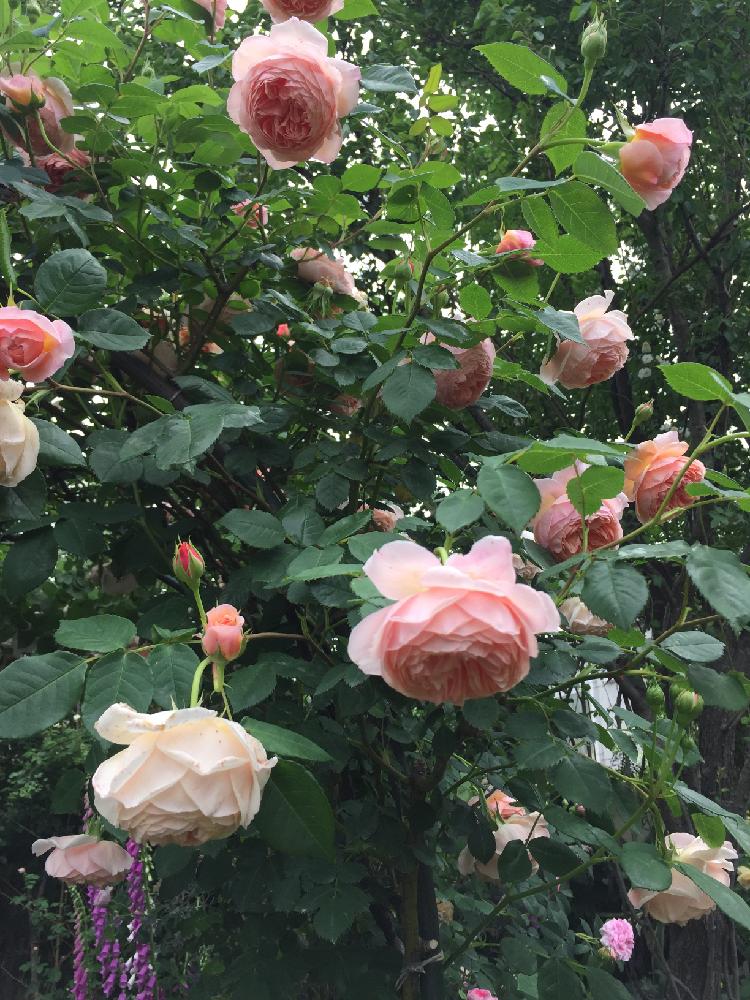 薔薇 ウィリアム モリスの投稿画像 By カフェ子さん 憧れのお庭とイングリッシュ ローズとdavid Austin Rosesと大好きなガーデン と バラを楽しむ 17月6月21日 Greensnap グリーンスナップ