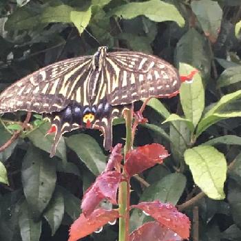 癒されるひととき の投稿画像一覧 Greensnap グリーンスナップ