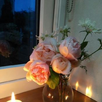 ✿ dayanとお花たち ✿の画像 by dayanさん | キッチンとオルラヤとデプレア フルール ジョーヌとデプレ ア フルール ジョーヌとナチュラルスタイルといい香りとガーデニングとロザリアンと大人かわいい♪とdayan's roseとバラを楽しむと切り花と花イベントとキャンドルと✿ dayanとお花たち ✿と『ライトアップグリーン』フォトコンテスト