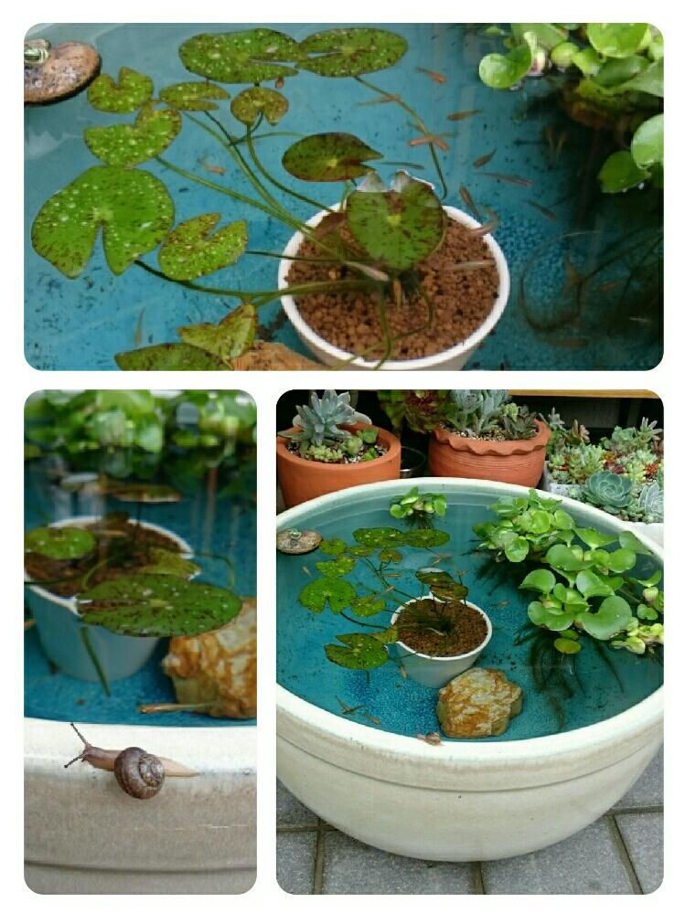 水草 ホテイアオイの投稿画像 By じゅんじゅん さん スイレン科とカタツムリ とメダカ 17月6月21日 Greensnap グリーンスナップ