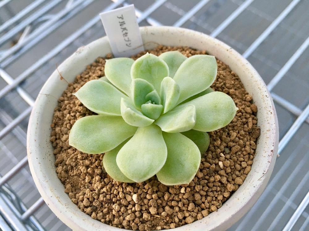 綺麗な多肉植物 ミリー 最高の花の画像