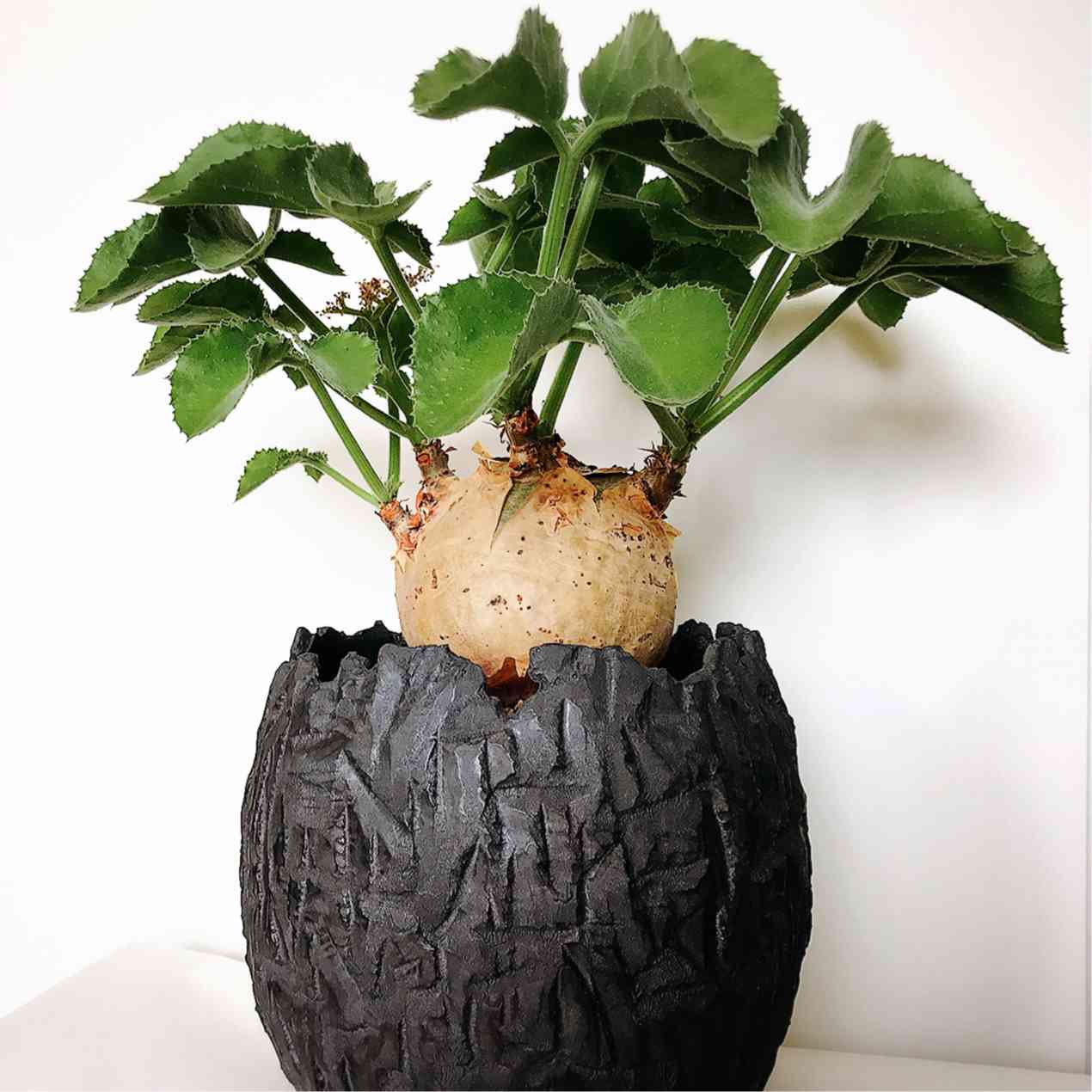 キフォステンマ ウター マクロプスの一覧｜🍀GreenSnap（グリーン