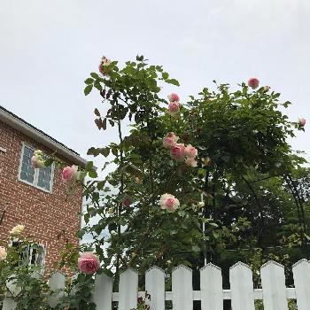 バラアーチ。の画像 by taka4volvoさん | 広い庭とつるバラと殿堂入りバラとバラの地植えとバラアーチ。とバラ・ミニバラとバラを楽しむ