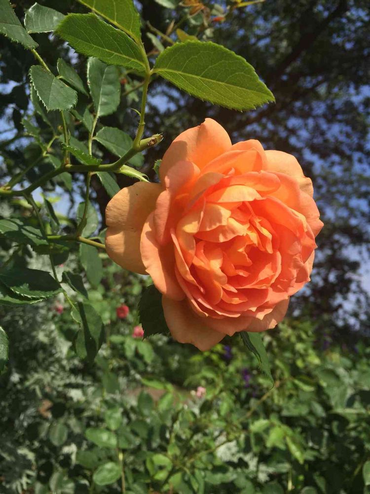 もりゆさんの山下公園への投稿