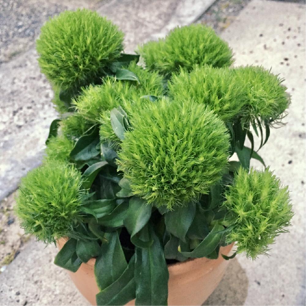 テマリソウの投稿画像 By Markさん 小さな庭と植中毒と癒し系といけばなとガーデニングとモフモフと植中毒と癒し系といけばなとガーデニングとモフモフ 17月6月22日 Greensnap グリーンスナップ Greensnap グリーンスナップ テマリソウの投稿画像 By Markさん 小さな庭と植中毒と癒し系といけばなとガーデニングとモフモフと植中毒と癒し系といけばなとガーデニングとモフモフ 17月6月22日 Greensnap グリーンスナップ Greensnap グリーンスナップ