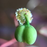 チョコリーフ,ユーフォルビア コティニフォリア,キュンキュン乙女倶楽部,Euphorbia cotinifolia,マダム倶楽部の画像