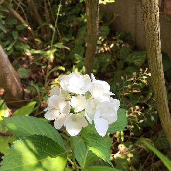 紫陽花の赤ちゃんの投稿画像一覧 Greensnap グリーンスナップ