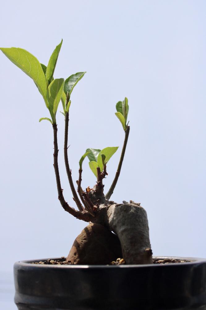 バオバブの投稿画像 By Tateさん 植物のある暮らしと夏型と植中毒と小品盆栽と盆栽とバオバブ盆栽 17月6月23日 Greensnap グリーンスナップ