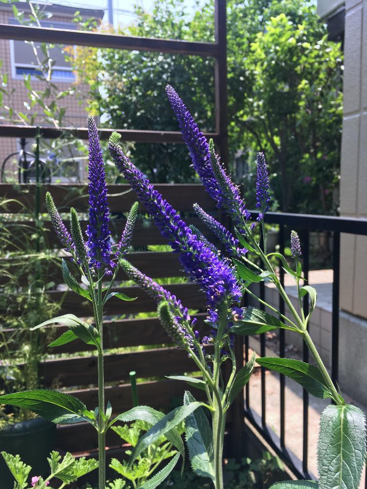 ベロニカ ロンギフォリアの投稿画像 By Konaさん 植中毒と植育と今日のお花と庭の宿根草 17月6月23日 Greensnap グリーンスナップ