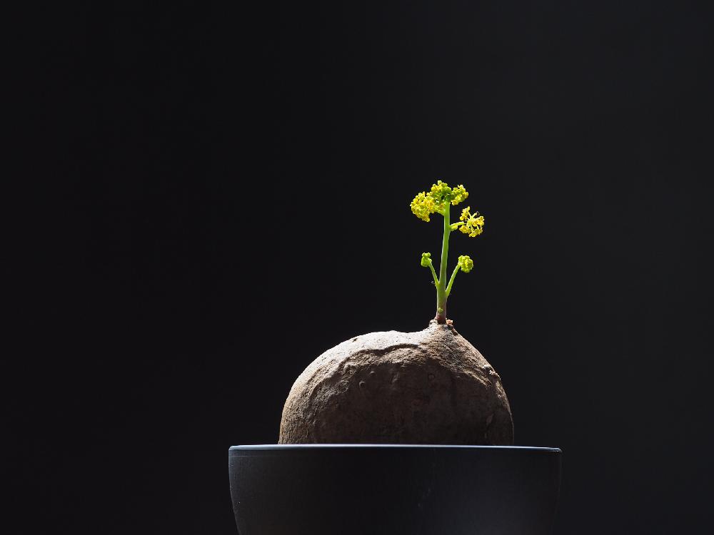 ステファニア エレクタの投稿画像 By Tenさん 部屋と植物のある暮らしとコーデックスとcaudexと植中毒とed 60mm F2 8 Macroと職場の撮影ポイントと塊根植物とステファニア属と成長記録とアートなten写と花のある暮らしとten Sコーデックスと咲いた と植物のある暮らし