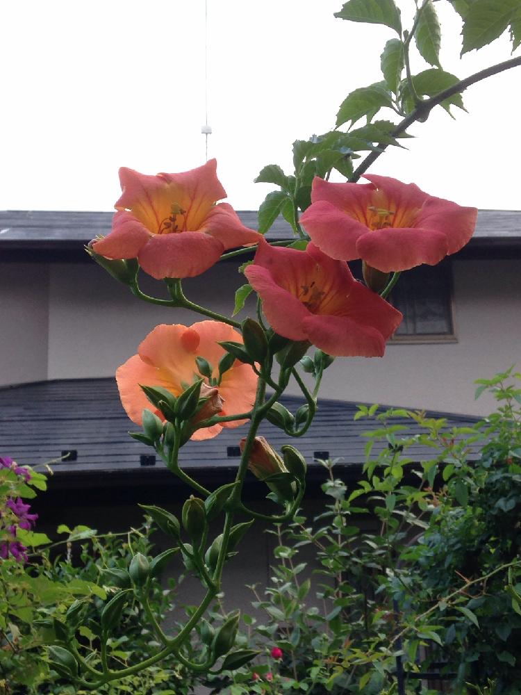 ノウゼンカズラの投稿画像 By まんまドーラさん オレンジ色の花と梅雨に負けないと植中毒と木の花とガーデニングと花のある暮らし 17月6月 23日 Greensnap グリーンスナップ