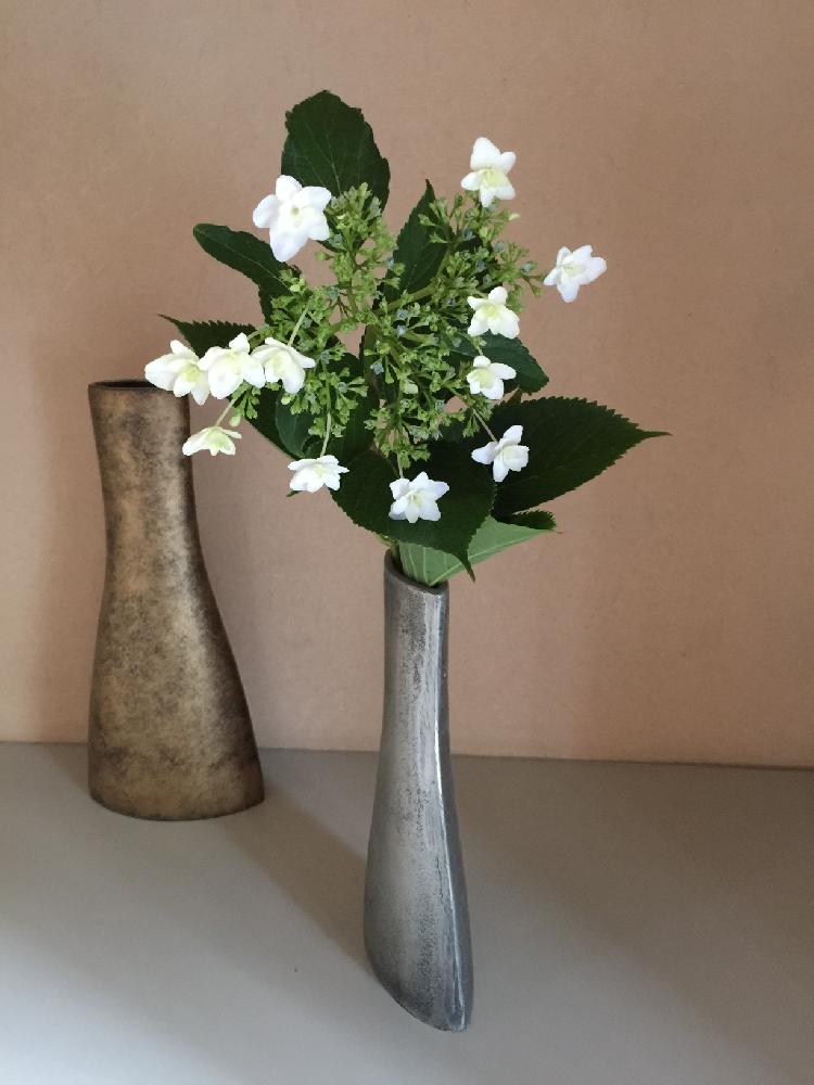 紫陽花 江戸の花火の投稿画像 By くまこさん 部屋 17月6月23日 Greensnap グリーンスナップ Greensnap グリーンスナップ