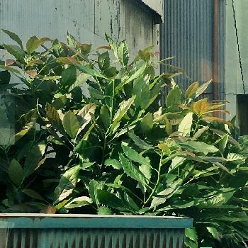 ワニナシ属の投稿画像一覧 Greensnap グリーンスナップ