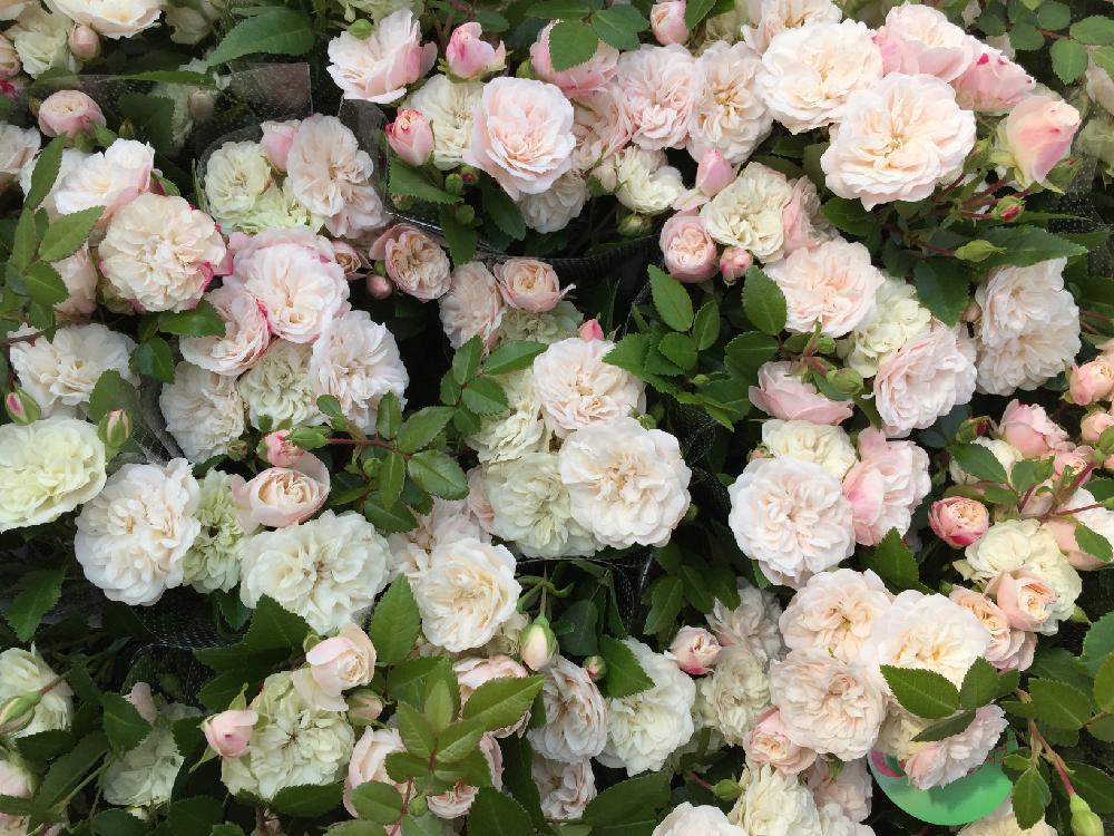 バラ グリーンアイスの投稿画像 By バラ屋のせ ちゃんさん 畑とバルコニストと花のある暮らしとばら バラ 薔薇 とローズなかしまとバルコニストと花のある暮らしとばら バラ 薔薇とローズなかしま 17月6月24日 Greensnap グリーンスナップ Greensnap