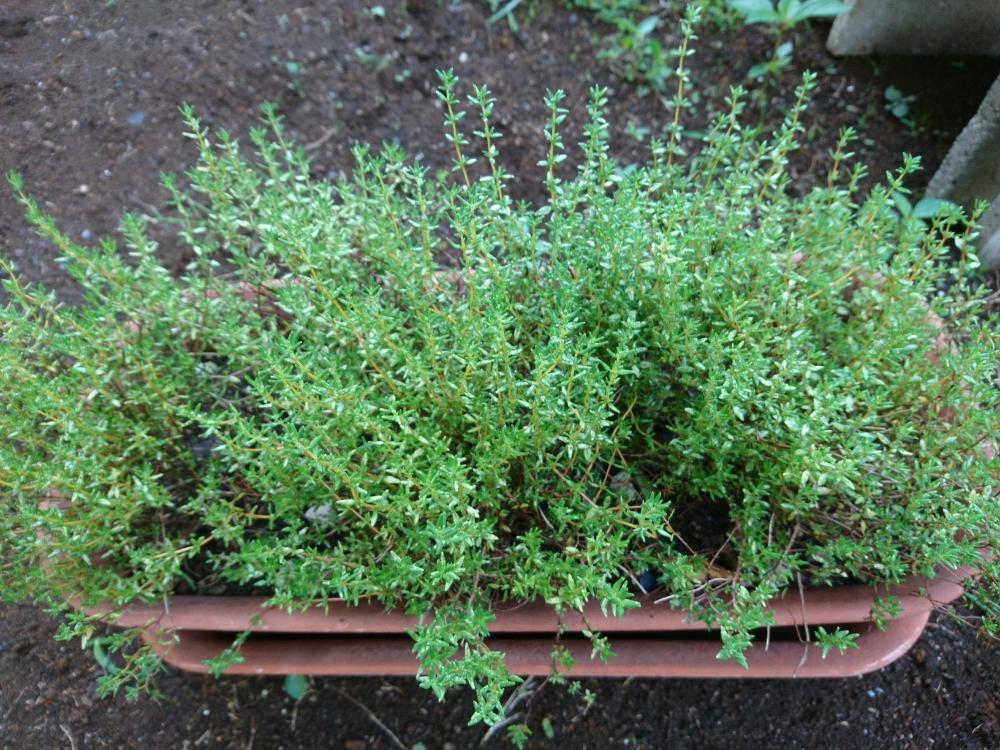 タイムの投稿画像 By ワンダーランドさん ハダニ被害と木酢液と朝からと病気 17月6月24日 Greensnap グリーンスナップ