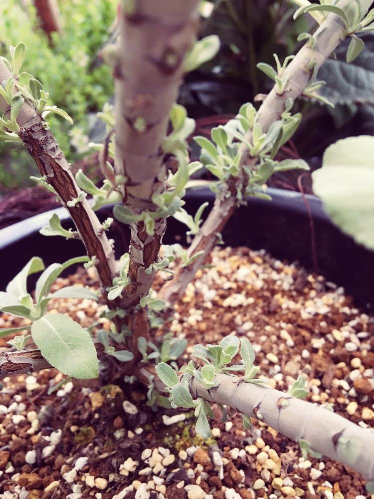 サルビアアピアナの投稿画像 By デイジーさん ホワイトセージとバルコニー ベランダとカラーリーフとシソ科とハーブと半耐寒性常緑低木と鉢植え とシルバーリーフとカラーリーフとシソ科とハーブと半耐寒性常緑低木と鉢植えとシルバーリーフ 17月6月24日 Greensnap