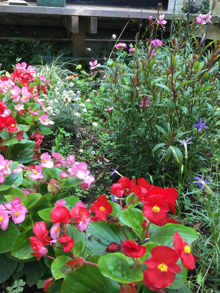 ベゴニア の投稿画像 By さくらさん 花壇と朝の散歩 と今日のお花と梅雨の晴れ間 17月6月24日 Greensnap グリーンスナップ