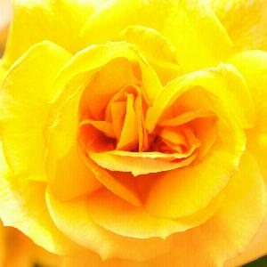 バラの葉が秋に急に黄変 枯死 結果として根腐れ Greensnap グリーンスナップ