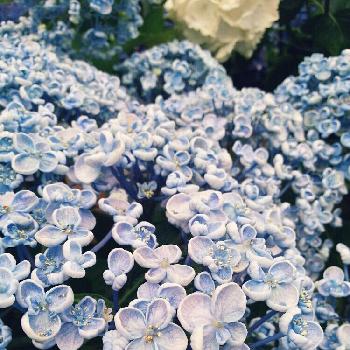 オカメアジサイの投稿画像一覧 Greensnap グリーンスナップ