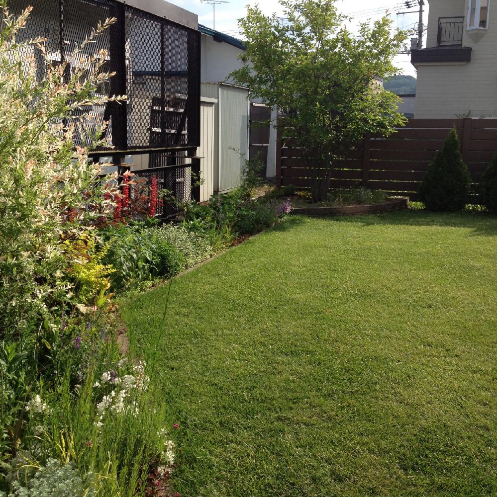 北海道の投稿画像 By Cloverさん ガーデニングと芝生の庭と 芝生のお庭 コンテストと宿根草ガーデン 17月6月24日 Greensnap グリーンスナップ