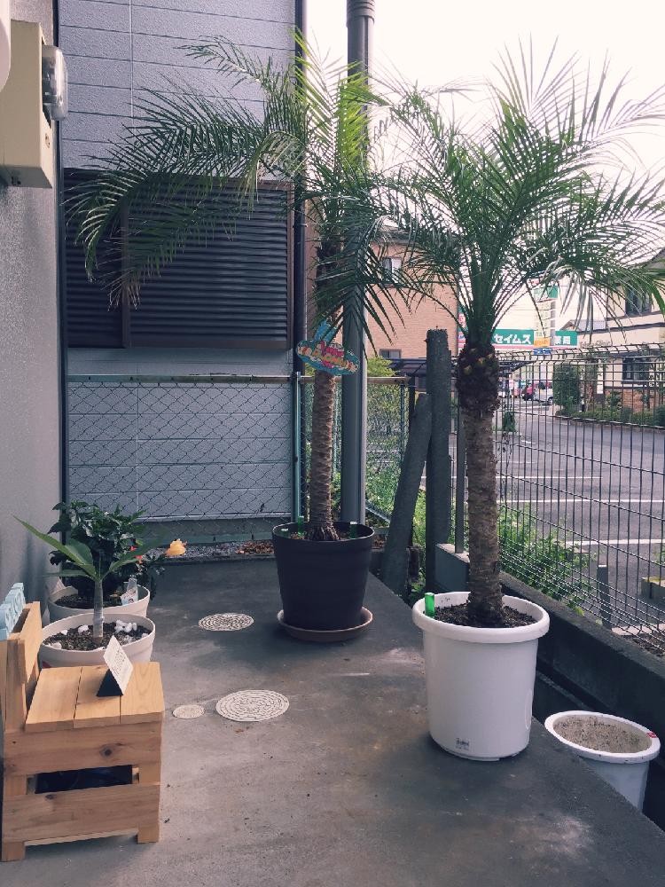 ヤシの木の投稿画像 By Hau Oli さん Hawaiiとハワイが恋しくてと植え替えと今日の一枚とホームセンターとハワイと新入り 観葉植物 と宝船とフェニックスロベレニー シンノウヤシ とハワイからやって来たとpalm Tree 17月6月24日 Greensnap グリーンスナップ