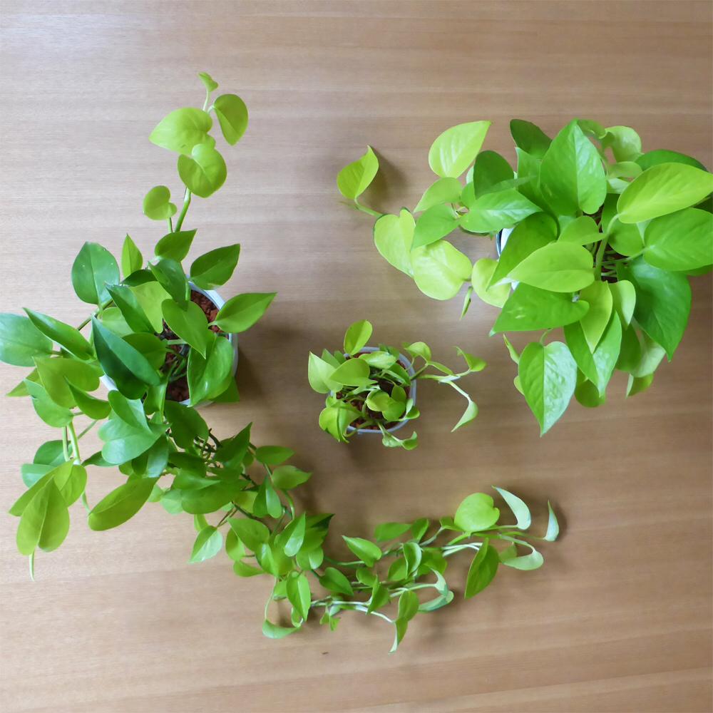 ねこ ポトス ライムコンパクト散り斑入り ポトス ライムコンパクト散り