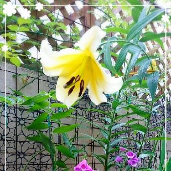 ユリのお花の画像 by アニーさん | 小さな庭と花のある暮らしとユリのお花と咲いた