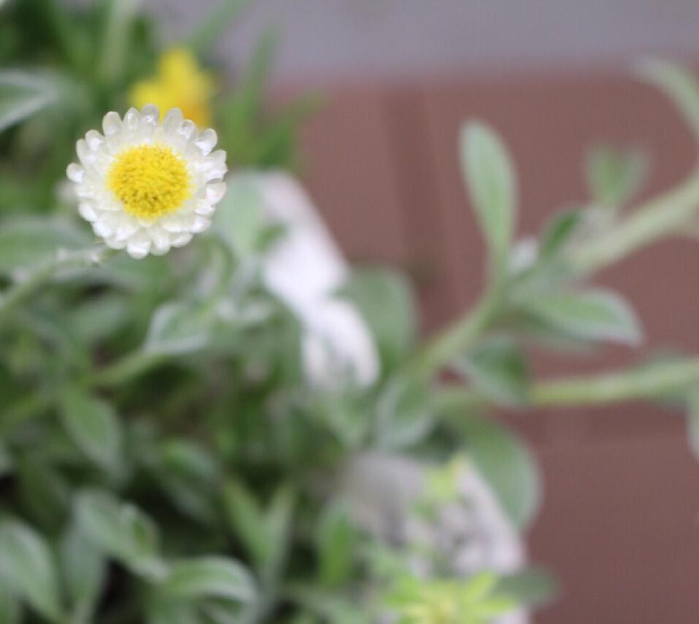 ヘリクリサム ホワイトフェリーの投稿画像 By Kurageさん 白い花とペーパーのような花とシルバーリーフと見てるだけで嬉しいとヘリクサム属 17月6月24日 Greensnap グリーンスナップ