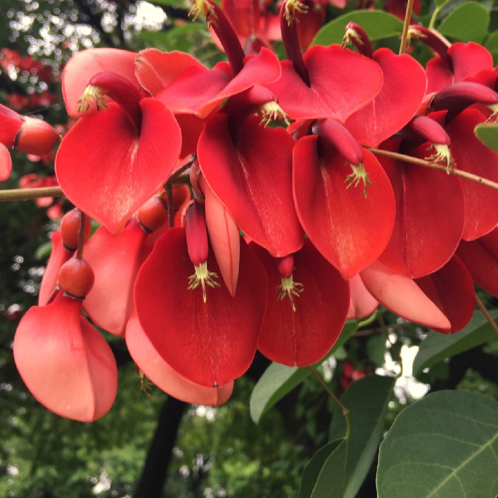 公園の投稿画像 By まゆみさん 変わったお花と大きな木と赤い花と鮮やか 17月6月24日 Greensnap グリーンスナップ