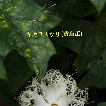 キカラスウリの花♪の画像 by ＊nijikoさん | お出かけ先とご近所さんぽ、と植中毒と今日の一枚と道端の花とキカラスウリの花♪