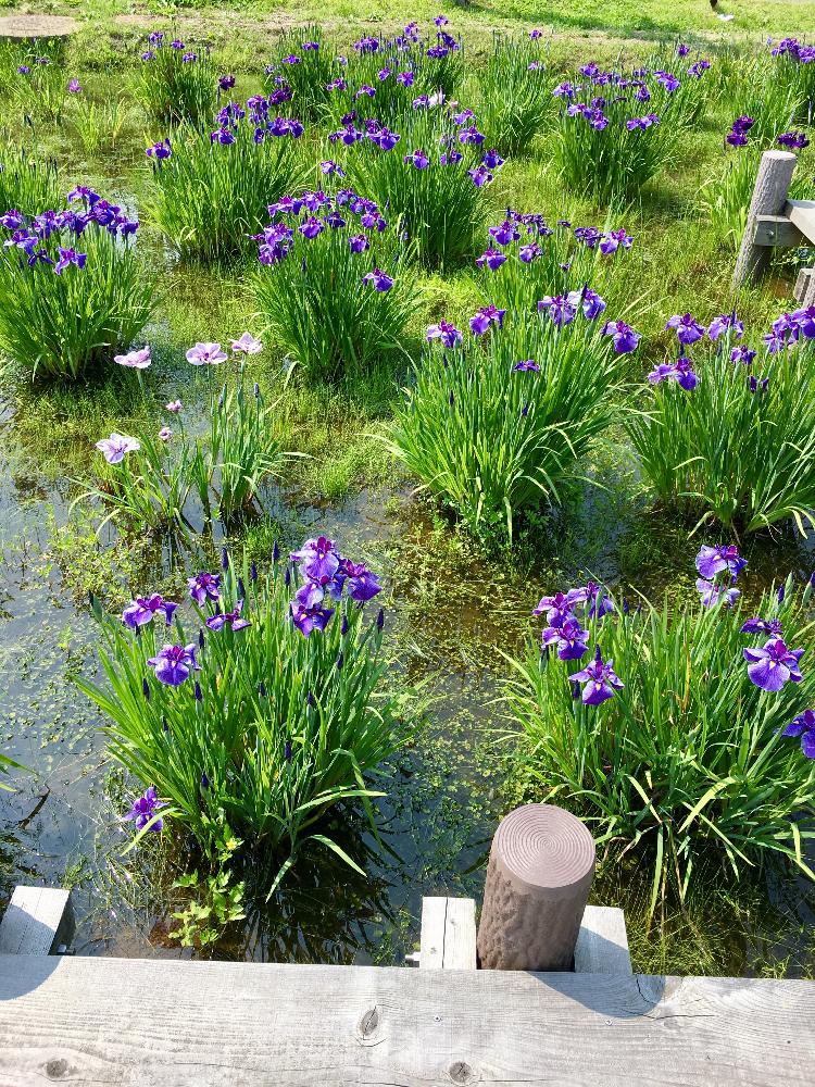 菖蒲の投稿画像 By さえさん 水辺の風景と梅雨の花と悠久山公園と梅雨の晴れ間と水辺の植物 17月6月25日 Greensnap グリーンスナップ