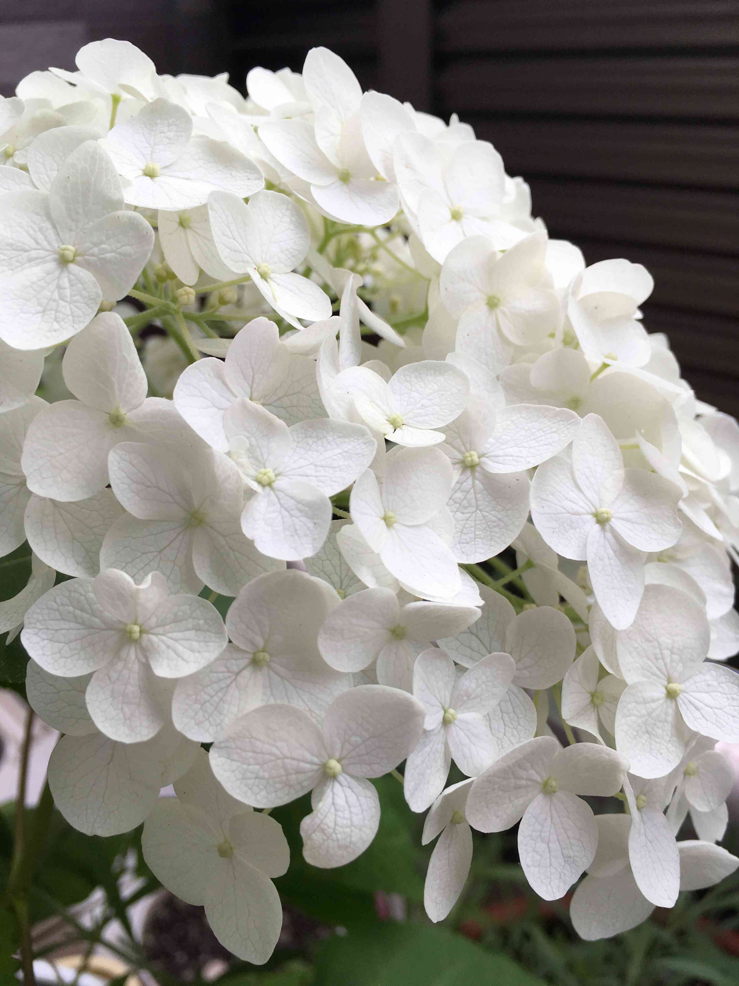 ☆レン様 専用です☆ 紫陽花 アナベル苗 臭う