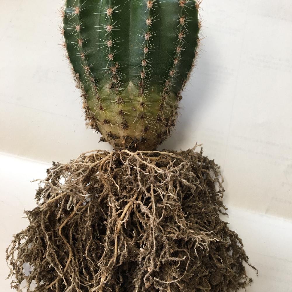 金盛丸の投稿画像 By むむさん 相談と今日の一枚 17月6月25日 Greensnap グリーンスナップ