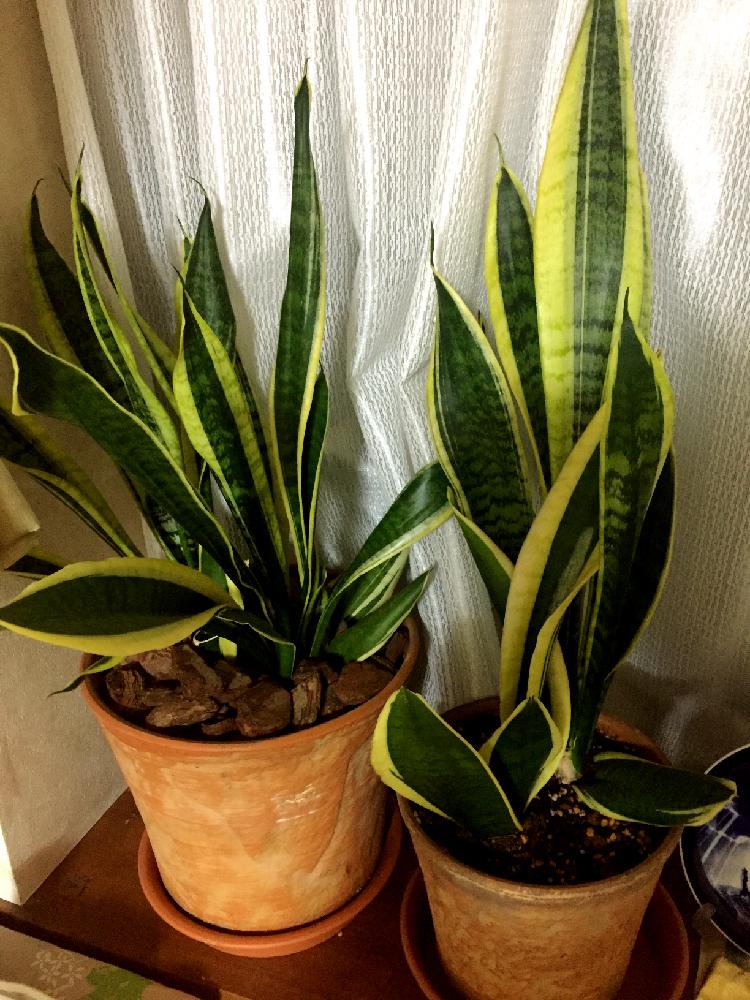 サンスベリアの投稿画像 By Kaoさん 観葉植物と植え替えと鉢植えと株分け 17月6月25日 Greensnap グリーンスナップ