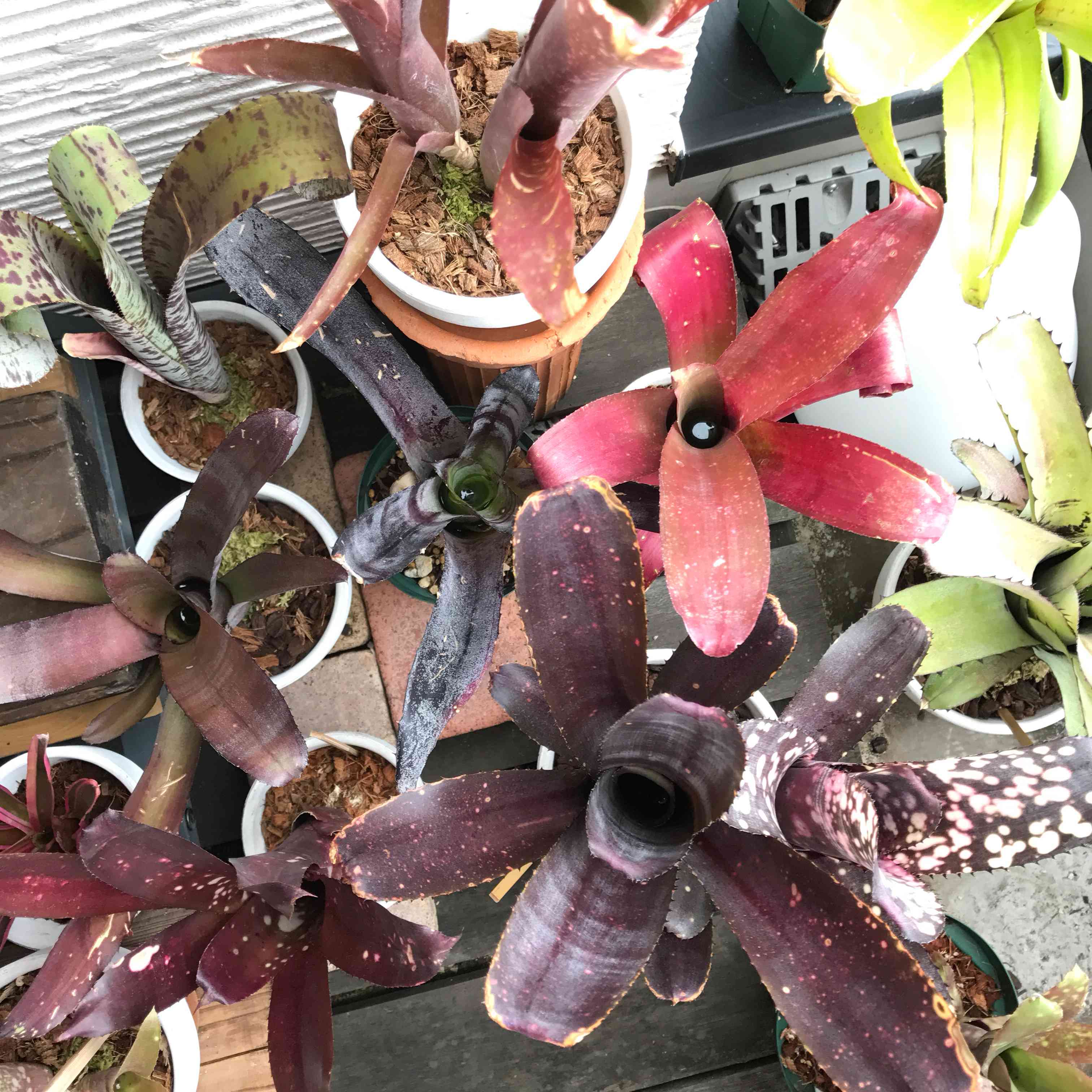 Billbergia Solsa ② 子株付き Billbergia Solsa ② 子株付き