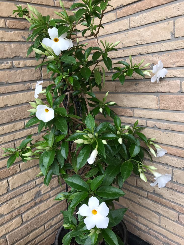 マンデビラの投稿画像 By 有明の春さん 17月6月25日 Greensnap グリーンスナップ