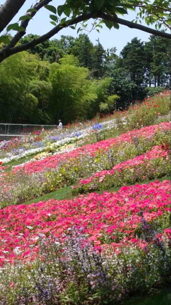 あくび✿さんの里山ガーデン（大花壇）への投稿