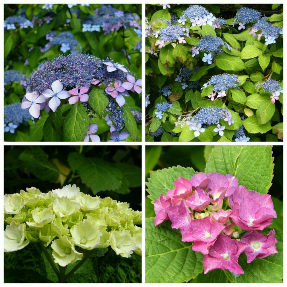 グリューンヘルツの投稿画像 By 黄華さん ビブレイとヤマアジサイ 黒姫と大紅と開花と開花中とあじさいコンテストと梅雨に負けないと紫陽花 アジサイ あじさいと植中毒とあじさい寺 17月6月25日 Greensnap グリーンスナップ