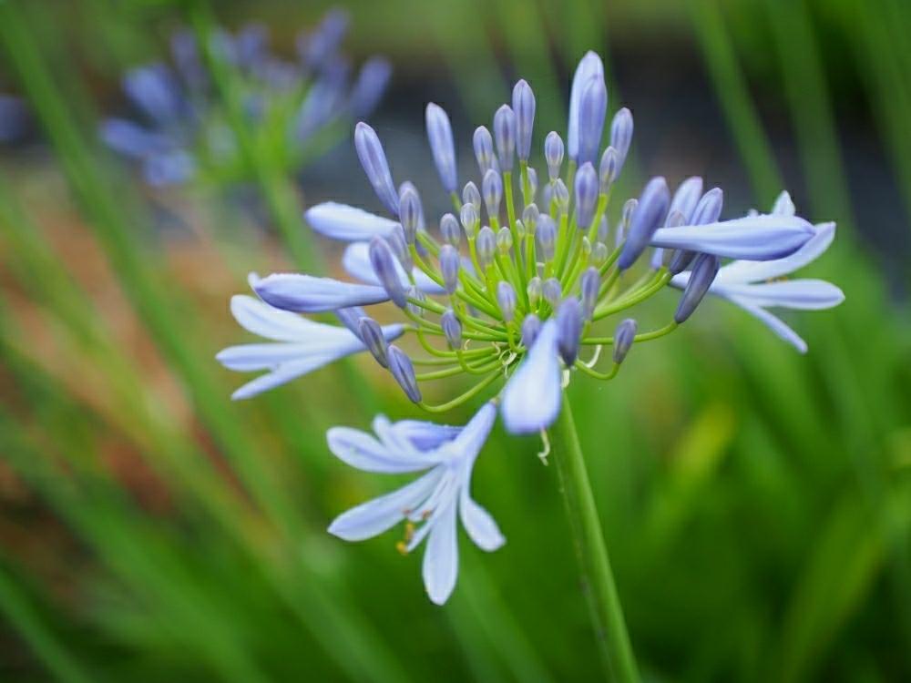 アガパンサスの投稿画像 By Hanaさん 17月6月25日 Greensnap グリーンスナップ